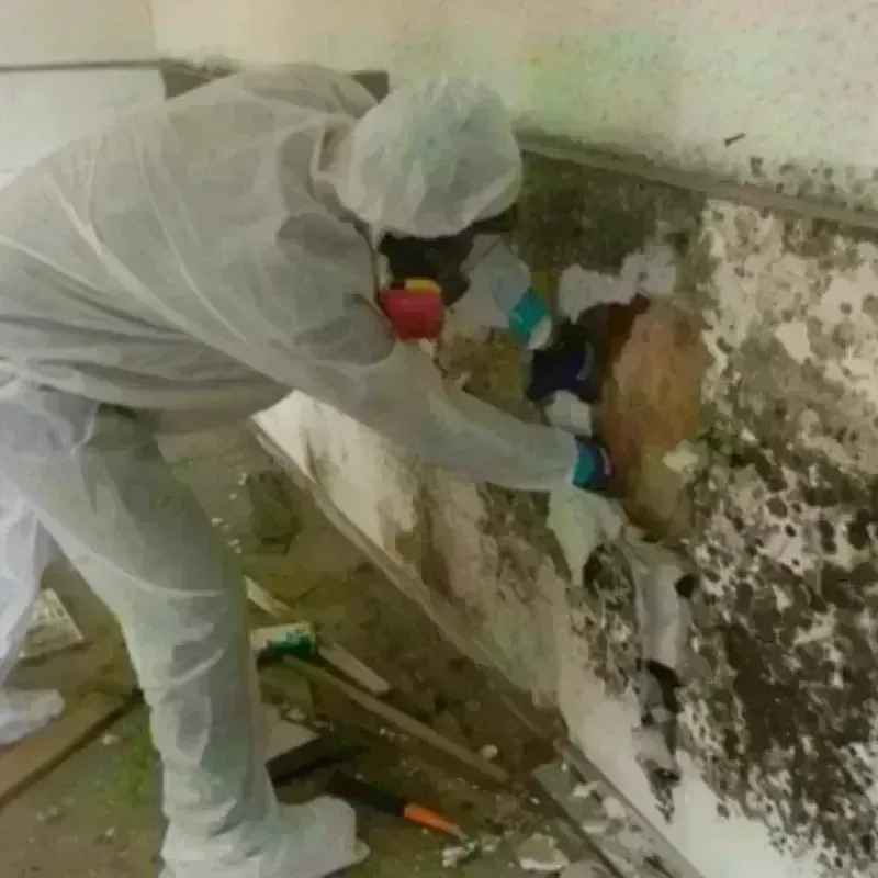 Mold Remediation and Removal in Lannon, WI